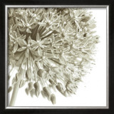 Allium I Prints by C. Sands