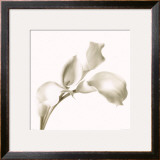 Cala Lilies I Art by C. Sands