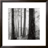Capilano Forest Art by Lsh 
