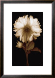 Dahlia II Prints by Caroline Kelly