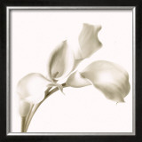 Cala Lilies I Print by C. Sands