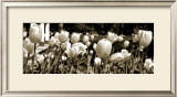 Tulips in the Breeze I Art by Alicia Soave