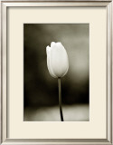 Early Morning Tulip Framed Giclee Print by Jerry Koontz