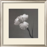 Iris II Print by Tom Artin