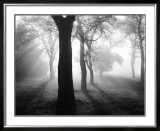 Baume im Nebel I Posters by Tom Weber