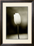 Early Morning Tulip Framed Giclee Print by Jerry Koontz