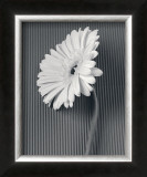 Fresh Cut Gerbera Daisy II Posters by Deborah Van Swearingen