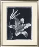 Iris Prints by Augusto Camino