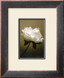 Peony I Prints by Chris Sands