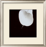 Calla Lily Prints by Angelos Zimaras