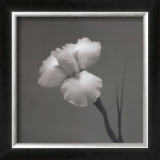 Iris II Posters by Tom Artin
