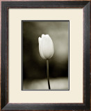 Early Morning Tulip Framed Giclee Print by Jerry Koontz