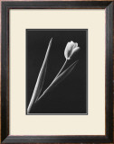 Tulip Prints by Pike 