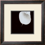 Calla Lily Prints by Angelos Zimaras