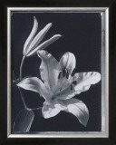 Iris Prints by Augusto Camino