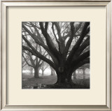 Oak Grove, Winter Prints by William Guion