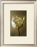 Tulip II Posters by Chris Sands