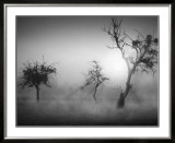 Baume im Nebel II Prints by Tom Weber