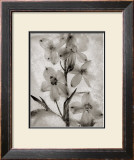 Glass Petals Prints by Ryuijie 