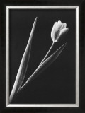 Tulip Prints by Pike 