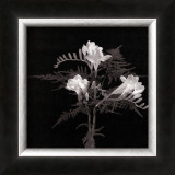 Freesia Art by Alfred Gockel
