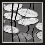 Lily Pads, Sunrise Prints by David Gray