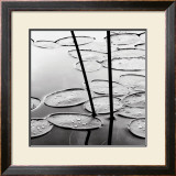 Lily Pads, Dusk Posters by David Gray