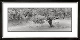 Lakeside Park Prints by Gomes 