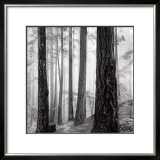 Capilano Forest Art by Lsh 