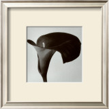 Black Arum II Prints by Pierre Michaud