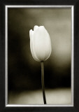 Early Morning Tulip Framed Giclee Print by Jerry Koontz