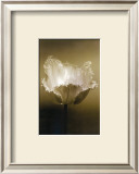 Tulip I Prints by Chris Sands