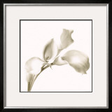 Cala Lilies I Posters by C. Sands