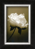 Peony I Prints by Chris Sands