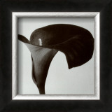 Black Arum II Prints by Pierre Michaud