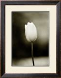 Early Morning Tulip Framed Giclee Print by Jerry Koontz