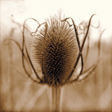 Thistle Posters by Ann Dahlgren