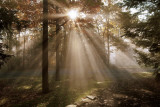 A New Day I Posters par Ann Dahlgren