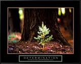Determinación: pequeño pino Póster Determinación: pequeño pino Póster