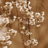 Cherry Blossom Posters af Ann Dahlgren
