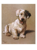 Sealyham Terrier with its Tongue Hanging Out Giclee Print
