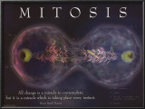 Mitosis Prints