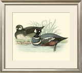 Morris Ducks IV Prints by Reverend Francis O. Morris