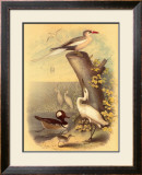 Coastal Dwellers II Prints by Horace Steele