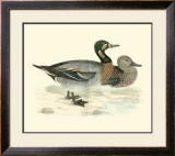 Morris Ducks III Print by Reverend Francis O. Morris