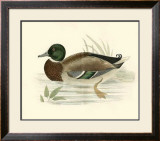 Morris Ducks I Poster by Reverend Francis O. Morris