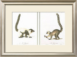 Lemurs Art by Jean-Baptiste Audebert