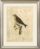 Selby Birds VI Prints by Prideaux John Selby