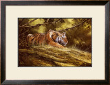 Tiger Resting Posters by Spencer Hodge