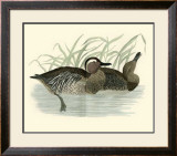 Morris Ducks II Prints by Reverend Francis O. Morris